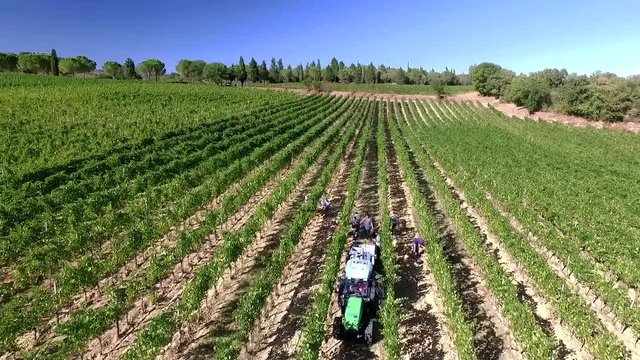 Vendemmia aerea