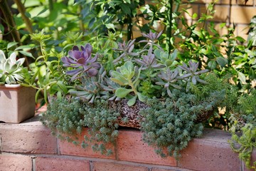庭の多肉植物の寄せ植え
