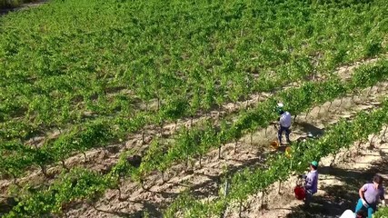 Vendemmia aerea