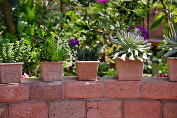 庭の多肉植物の寄せ植え
