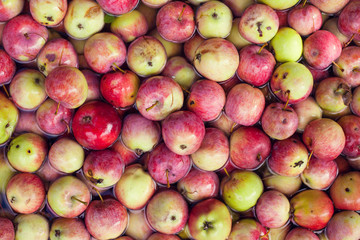 apples in the water.