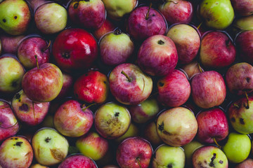 apples in the water.