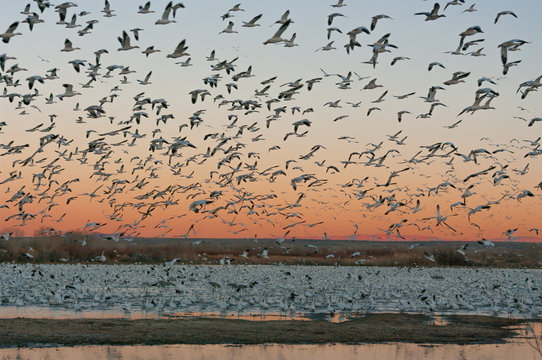 Snow Geese at the Bosque Del Apache