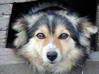 Dog looking, a chained dog