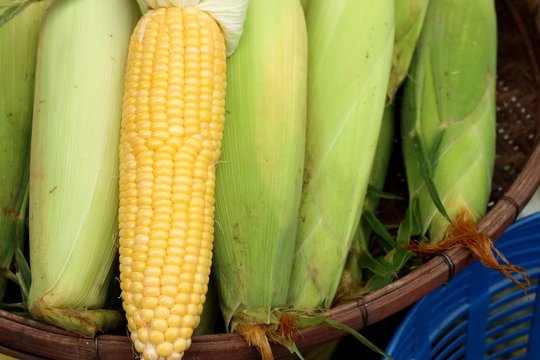 fresh corn at market