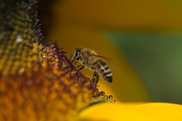 Biene auf einer Sonnenblume