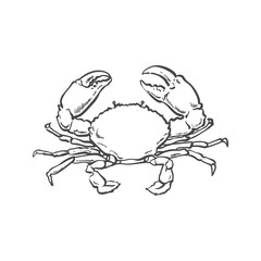 vector sketch cartoon sea crayfish crab. Isolated illustration on a white background. Sea delicacy food concept