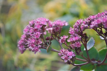 Obraz premium Beautiful pink flower in the garden