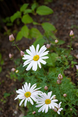 Several large chamomiles