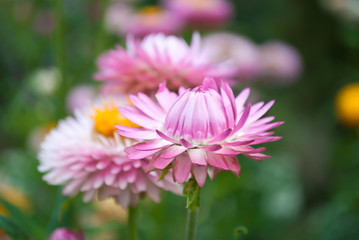 Obraz premium Garden pink flower - Immortelle