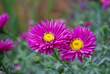 Obraz premium Pink chrysanthemum