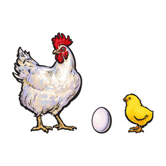 vector chicken hen white egg, yellow chick white rooster sketch set isolated. Illustration on a white background