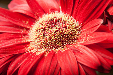 Close up of the center of a red gerber daisy showing pollen and texture