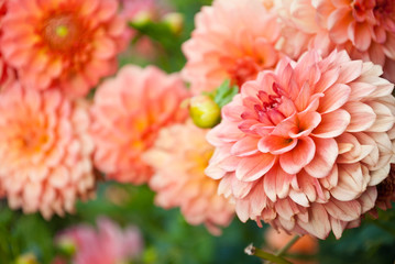 Beautiful peach chrysanthemum