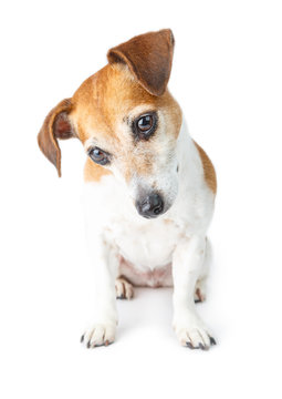 Curious pensive looking dog Jack Russel terrier. Sitting and looking down. White background