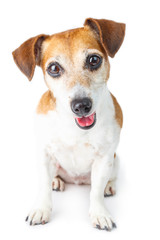 adorable small dog Jack Russell terrier portrait looking to you attentively with curiosity. Sitting on white background. 