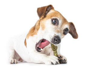 Cute dog gnawed bone treat, open mouth. moment of pleasure.   White background