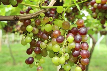 grapes