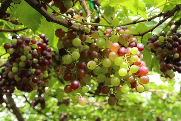 grapes