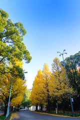 Ginkgo tree in front of Meiji Jingu Shrine in autumn season. Ginkgo tree is a yellow  and green discoloration. tokyo , japan