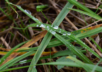 Regentropfen auf Gras