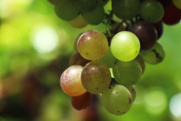grapes