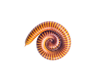 Millipede isolated on white background , with clipping path
