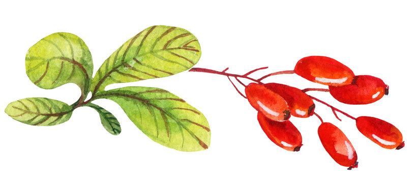 Watercolor barberry