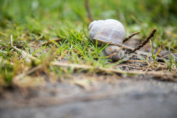 Schnecke mit Schneckenhaus kriecht auf Wiese
