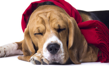 dog beagle in a scarf