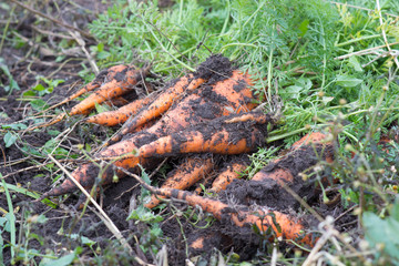 Carrots with ground in the garden