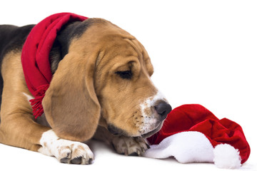 dog beagle in a scarf