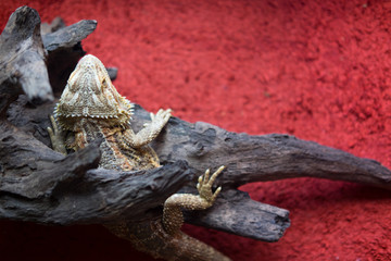 Iguana name Bearded Dragon