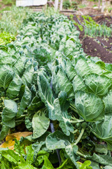 Naklejka premium Brussels sprouts plant (Brassica oleracea) at cultivation field