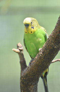 Bright Colorful Yellow and Green Common Parakeet in a Tree