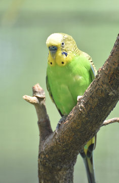 Amazing Yellow and Green Shell Parakeet Perched in a Tree