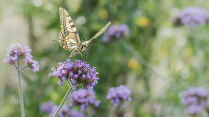 papillon sur sa fleur 