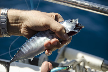 Pesce, pesca, fish, Mediterraneo, mare, amo, mani, barca