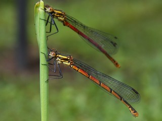 two small dragonfly on a plant