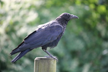 Une Corneille noire