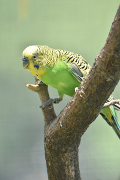Perched Bright Green and Yellow Parakeet in a Tree
