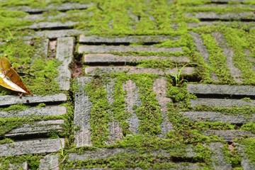 Green moss brick background