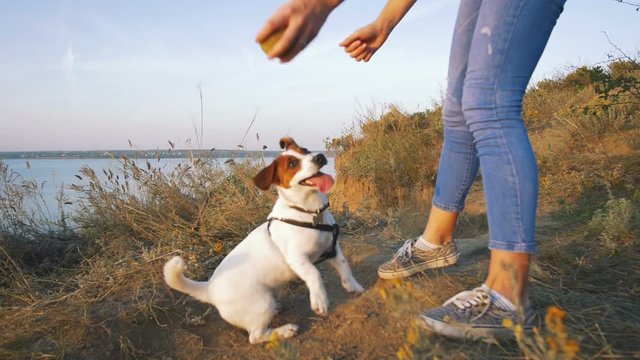 Young attractive woman playing with a dog Jack Russell in the meadow at sunset with sea background. slow motion