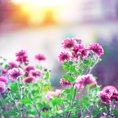 Fototapeta premium vintage flowers macro autumn photo