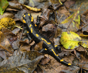 Fire salamander on the ground in forest closeup