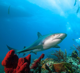 Fototapeta na wymiar Caribbean reef shark and coral reef 