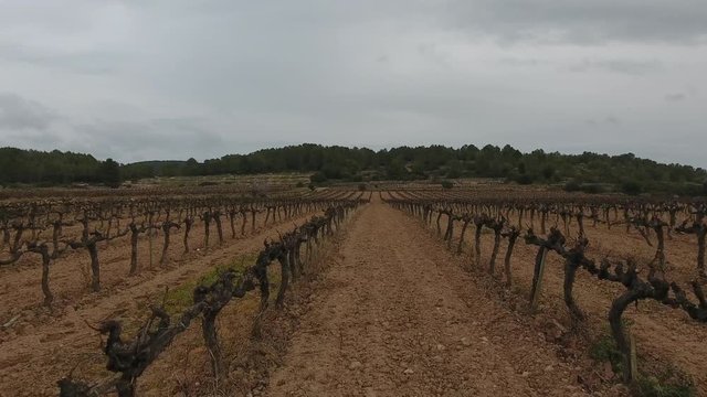 sobrevolando la vi&ntilde;a