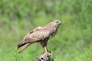 Buzzard01