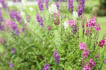 forget me not flowers