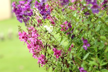 forget me not flowers